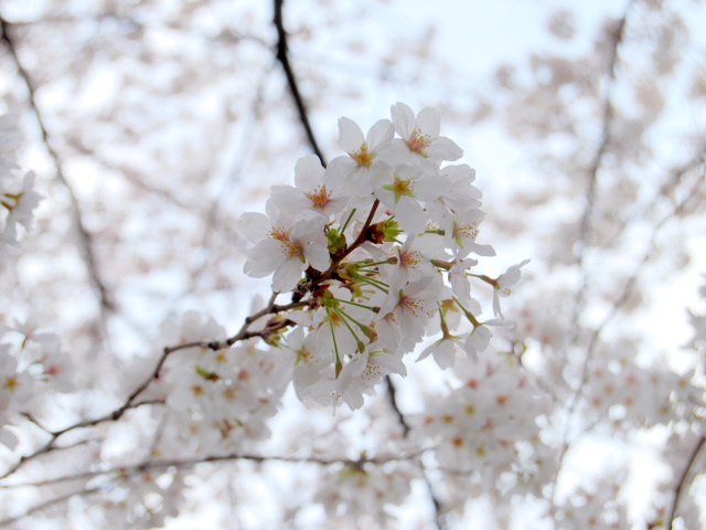 QOPONOS\TNTNA@ɂ́@ޗǂ̓ś@\CVmH