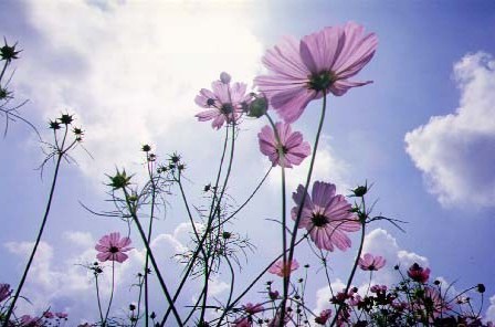 2012年10月―うす紅の秋桜が、秋の日の、何気なく高い空に揺れている。。。?