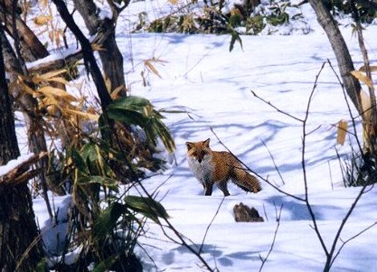 2012年03月―北の国も雪解け間近! 君はどこから来たキツネ?