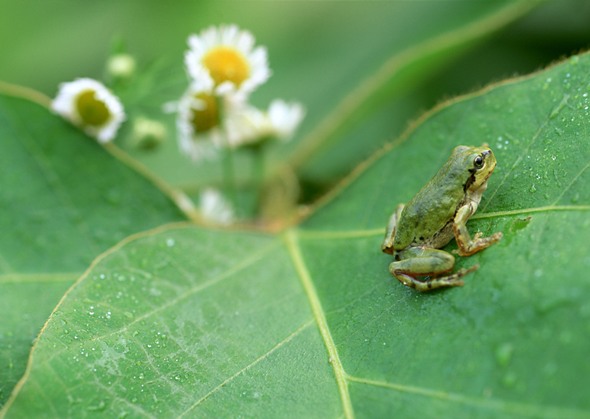 2012年06月―梅雨の雨上がり。森の小さな生き物は、生きかえる。。。