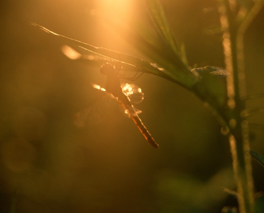 2012年09月―夏が過ぎ、風あざみ。青空に残された私の心は。。。夏模様。