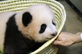 2017年9月20日撮影（100日齢）―上野動物園のジャイアントパンダ情報サイトより