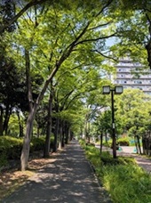 森林浴―初夏の通勤路