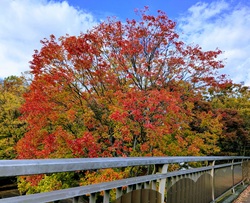 通勤路の紅葉―それぞれの秋