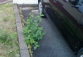 雑草②―駐車場