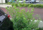 雑草①―駐車場