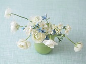 花のある生活―素材辞典１００巻パック