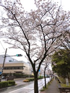 満開の桜―通勤路の公園