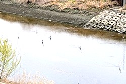 渡り鳥？―自宅近くの川辺に