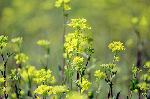 ２０１１年０４月―Spring has come！ 震災被災地と我が人生の 春は遠く。。。