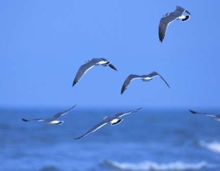 ２０１３年０８月―祝４周年！海の青さにとまどう様に、とびかう鳥の様に、羽ばたけ高く